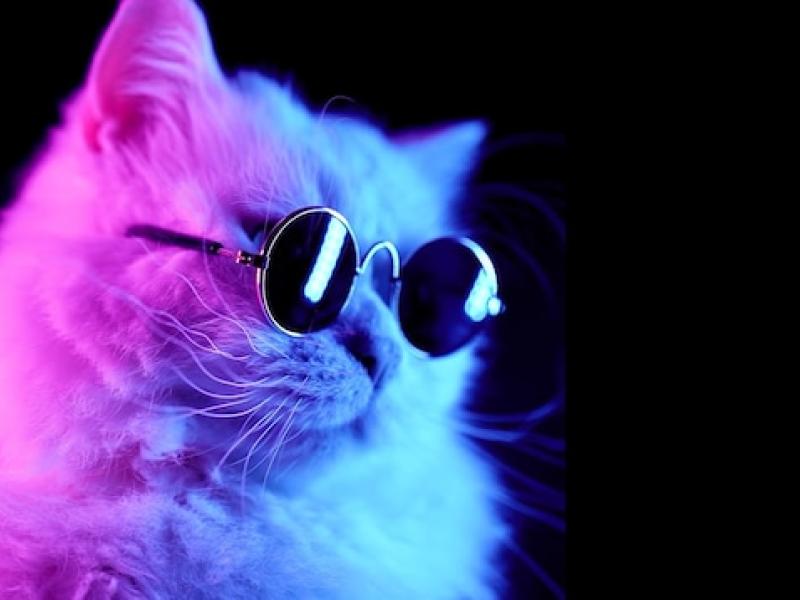 En kat med sorte solbriller